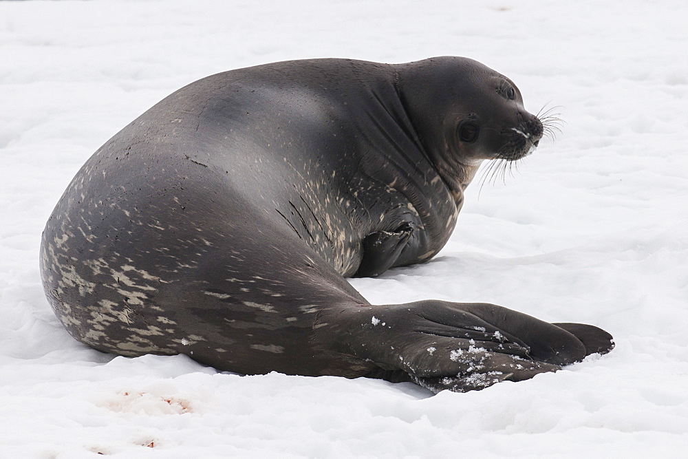 Elephant seal, Mirounga leonina, on Mikkelson Island, Antarctica, Polar Regions 