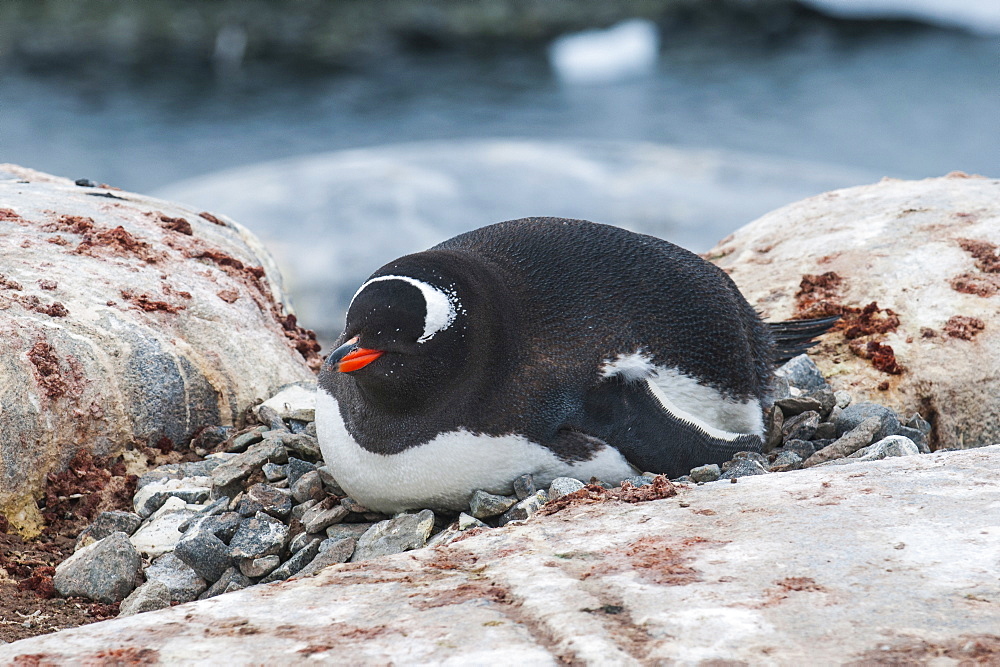 Adelie penguin (Pygoscelis adeliae), Port Lockroy research station, Antarctica, Polar Regions