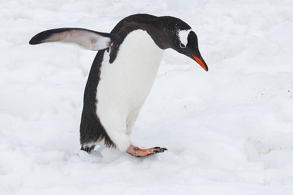 Adelie penguin (Pygoscelis adeliae), Port Lockroy research station, Antarctica, Polar Regions