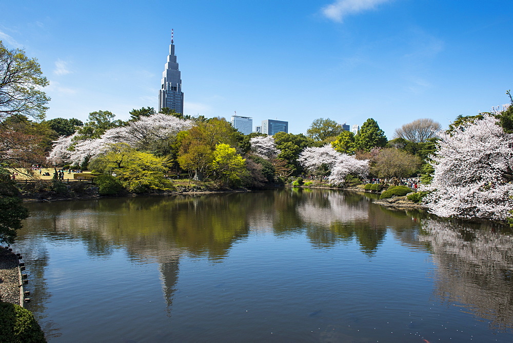 Cherry blossom in the Shinjuku-Gyoen Park, Tokyo, Japan, Asia