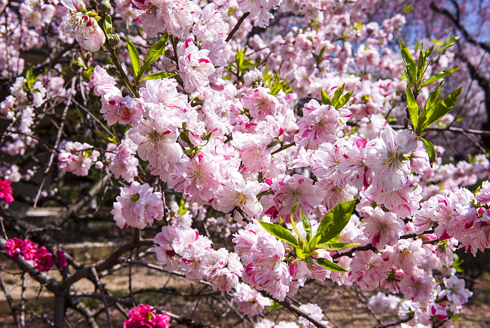 Cherry blossom in the Shinjuku-Gyoen Park, Tokyo, Japan, Asia