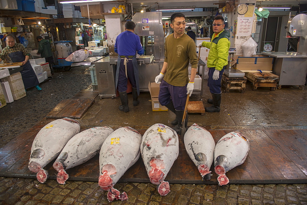 Frozen tuna in the Tsukiji Fish Market, Tokyo, Japan, Asia