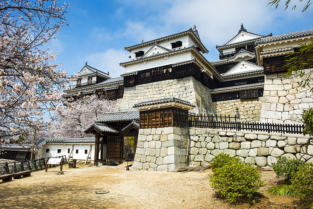 Cherry blossom in the Matsuyama Castle, Shikoku, Japan, Asia