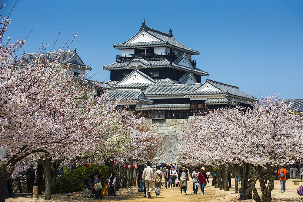 Cherry blossom and the Matsuyama Castle, Shikoku, Japan, Asia