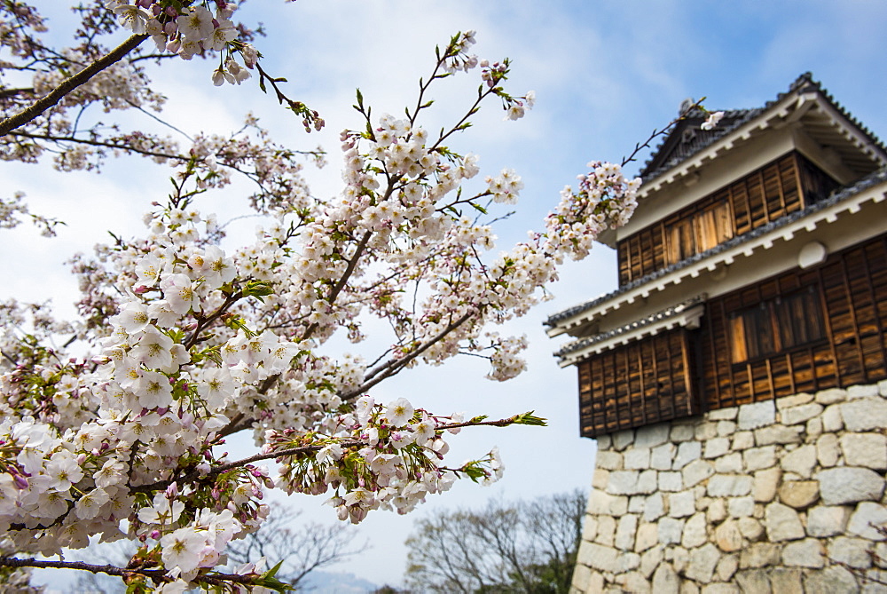 Cherry blossom and the Matsuyama Castle, Shikoku, Japan, Asia