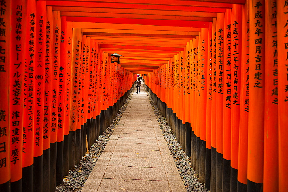 The Endless Red Gates of Kyoto's Fushimi Inari Shrine, Kyoto, Japan, Asia