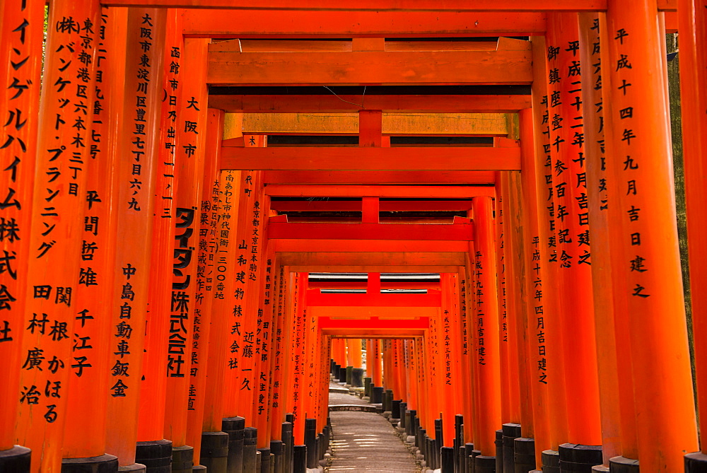 The Endless Red Gates (torii) of Kyoto's Fushimi Inari Shrine, Kyoto, Japan, Asia