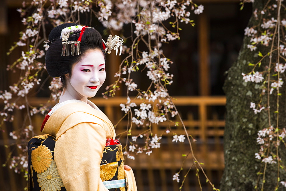 Real Geisha posing before a cherry blossom tree in the Geisha quarter of Gion in Kyoto, Japan, Asia