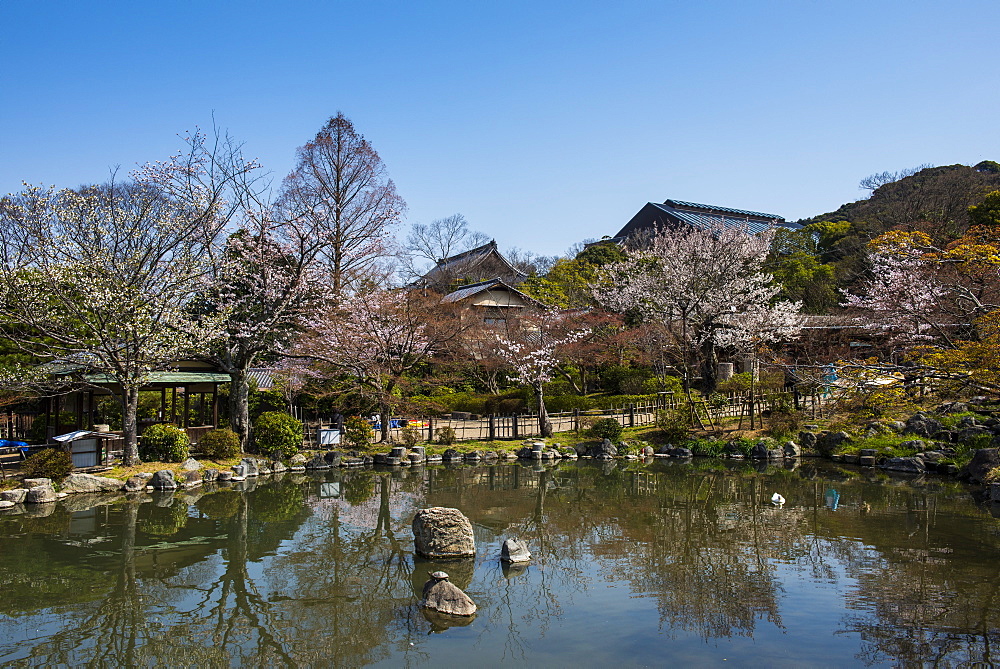 Cherry blossom in the Maruyama-Koen Park, Kyoto, Japan, Asia