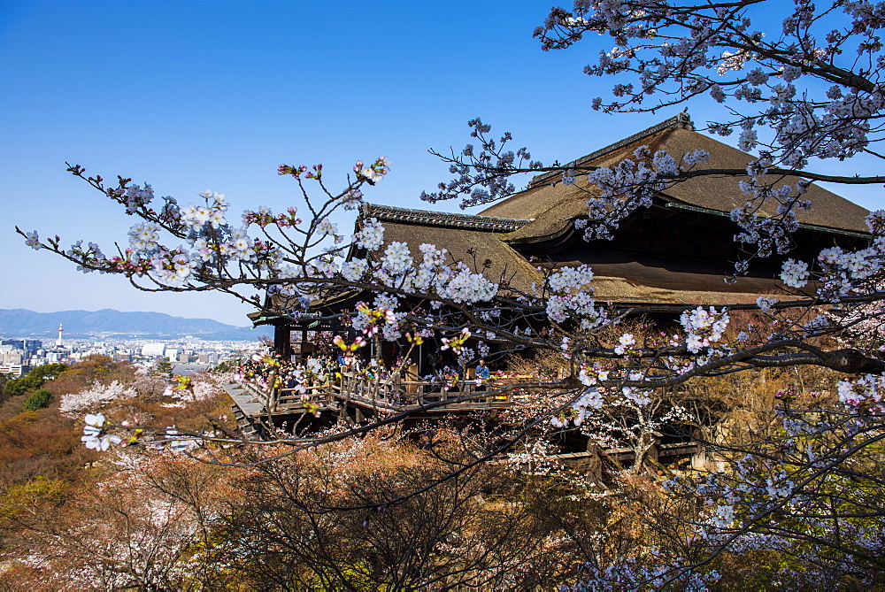 Cherry blossom in the Kiyomizu-dera Buddhist Temple, UNESCO World Heritage Site, Kyoto, Japan, Asia