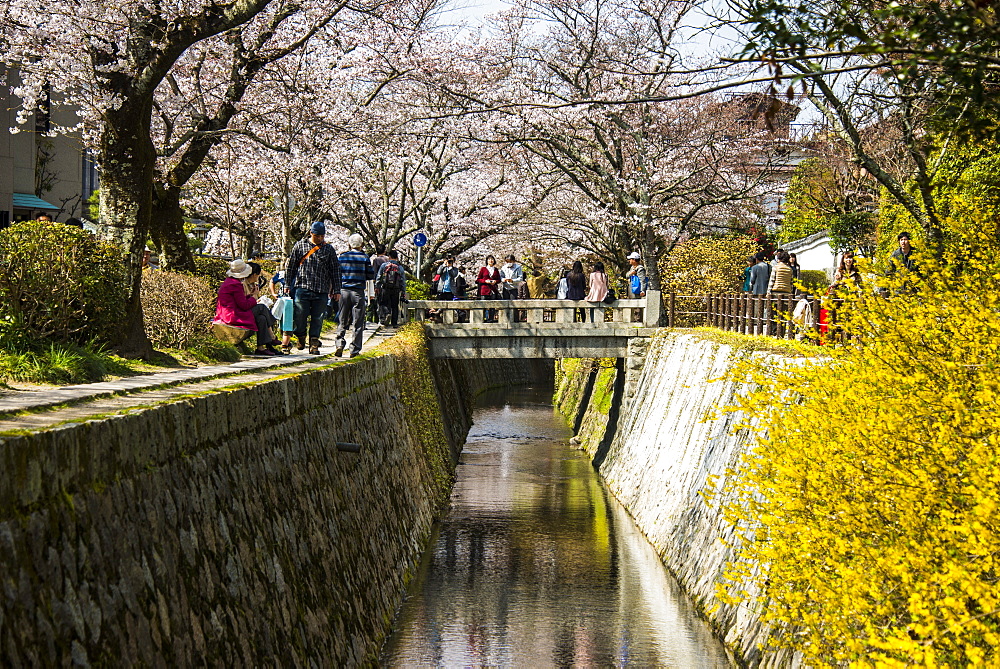 Cherry blossom in the Philosopher's Walk, Kyoto, Japan, Asia