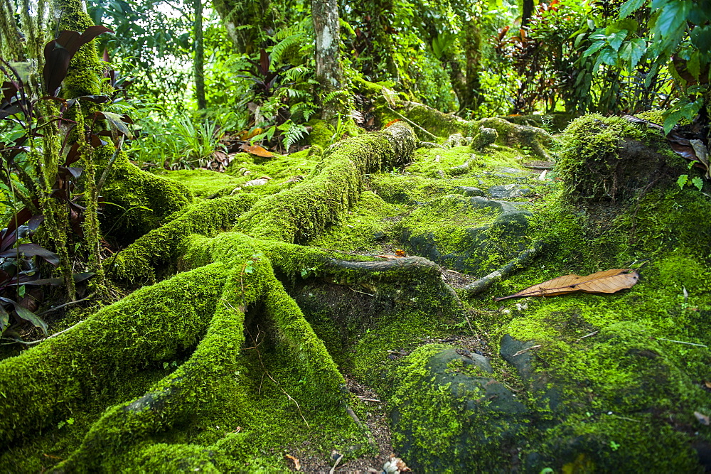 Moss overgrowing trees along a path, Pohnpei (Ponape), Federated States of Micronesia, Caroline Islands, Central Pacific, Pacific 