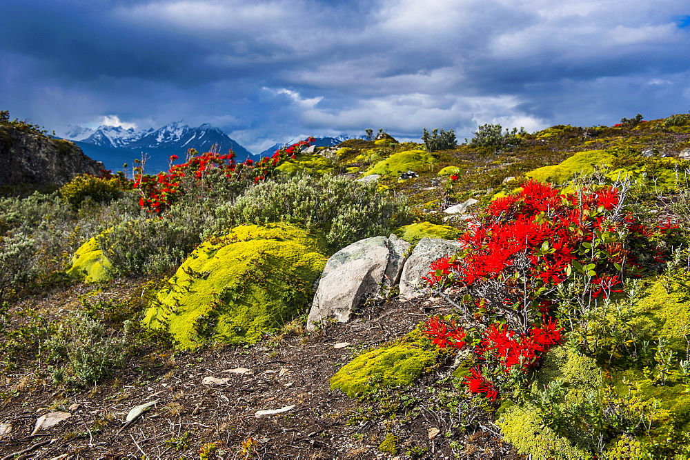 Colourful moss on an island in the Beagle Channel, Ushuaia, Tierra del Fuego, Argentina, South America