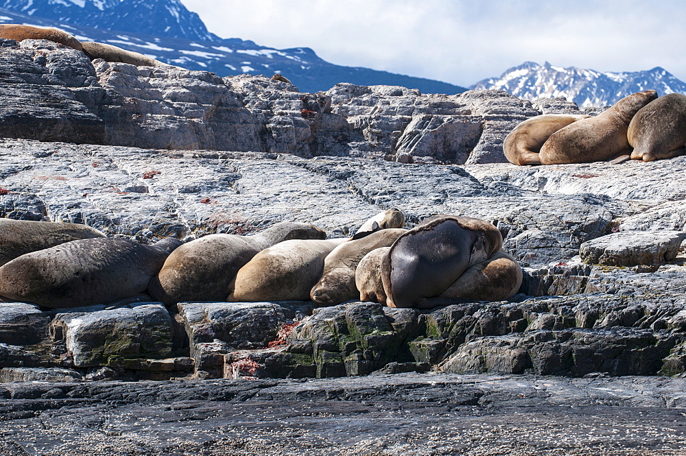 South American sea lion (Otaria flavescens), Beagle Channel, Argentina, South America