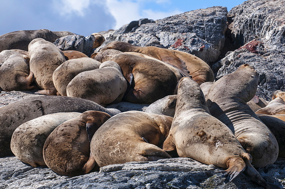 South American sea lion (Otaria flavescens), Beagle Channel, Argentina, South America