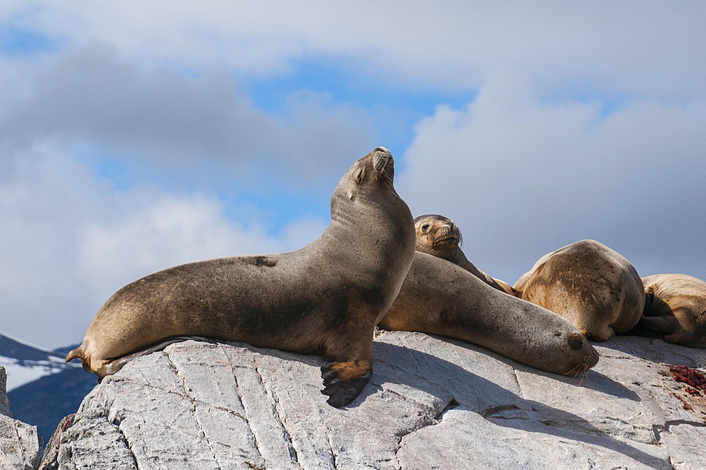 South American sea lion (Otaria flavescens), Beagle Channel, Argentina, South America