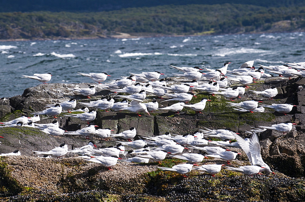 South American Tern (Sterna hirundinacea), Beagle Channel, Argentina, South America