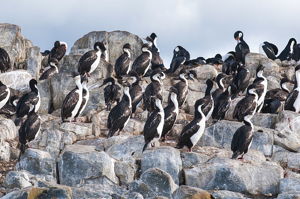 Cormorants on an island in the Beagle Channel, Ushuaia, Tierra del Fuego, Argentina, South America