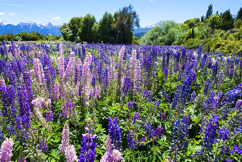 Blooming wild flowers, Los Alerces National Park, Chubut, Patagonia, Argentina, South America 