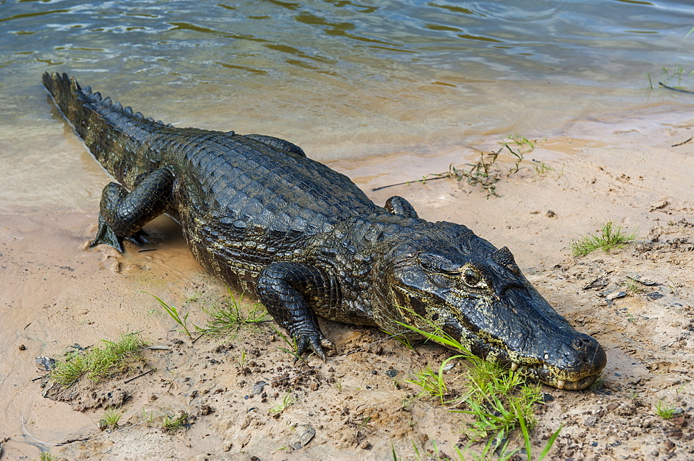 Alligator (Yacare caiman), Pantanal Conservation Area, UNESCO World Heritage Site, Brazil, South America 