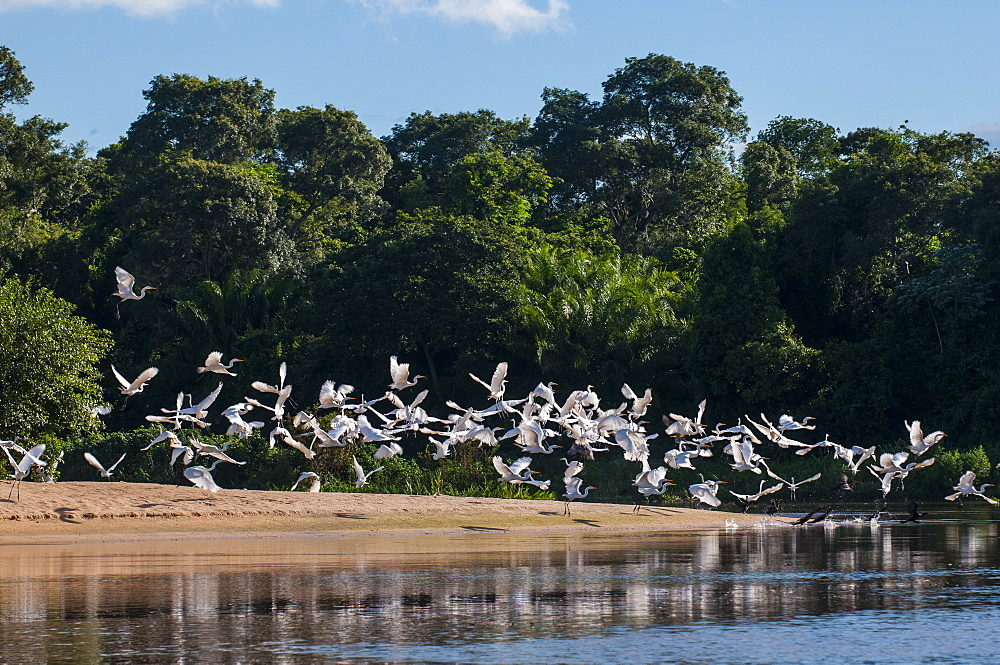 Flocks of Graza Mora, Pantanal Conservation Area, UNESCO World Heritage Site, Brazil, South America 