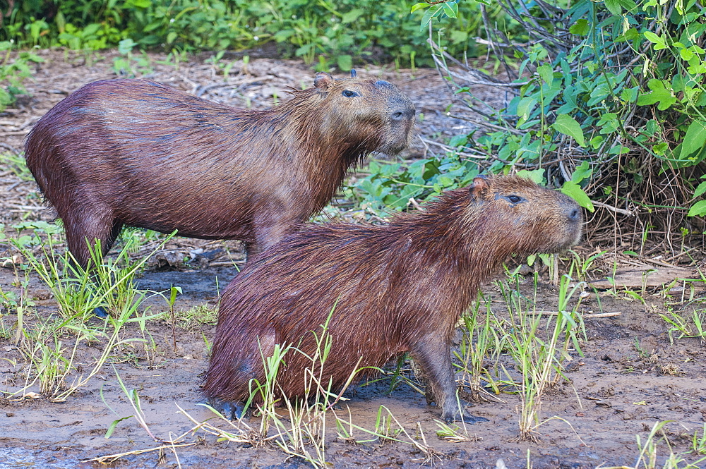 Capybara (Hydrochoerus hydrochaeris), Pantanal Conservation Area, UNESCO World Heritage Site, Brazil, South America 