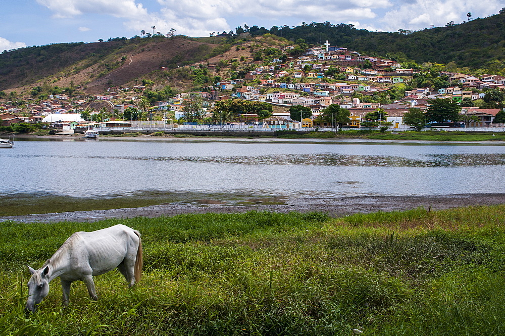 Horse grazing along the Rio Paraguacu in Cachoeira, Bahia, Brazil, South America 