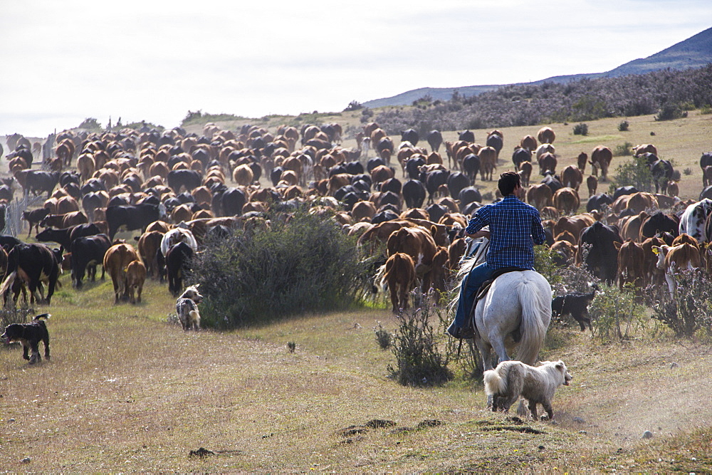 Cattle herd in the Torres del Paine National Park, Patagonia, Chile, South America