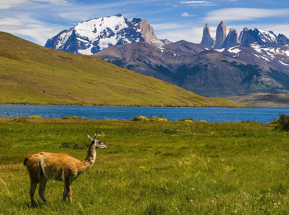 Guanaco (Lama Guanicoe), Torres del Paine National Park, Patagonia, Chile, South America