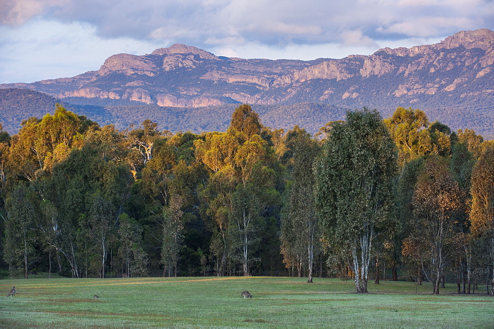 The cliffs of the Grampians National Park at sunset, Victoria, Australia, Pacific 