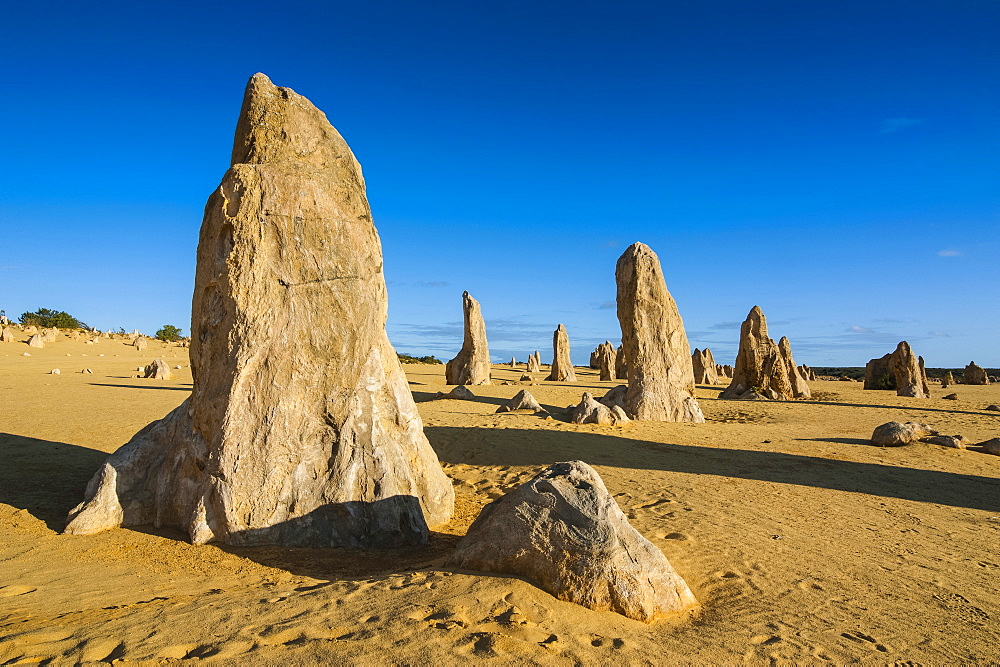 The Pinnacles limestone formations at sunset in Nambung National Park, Western Australia, Australia, Pacific 