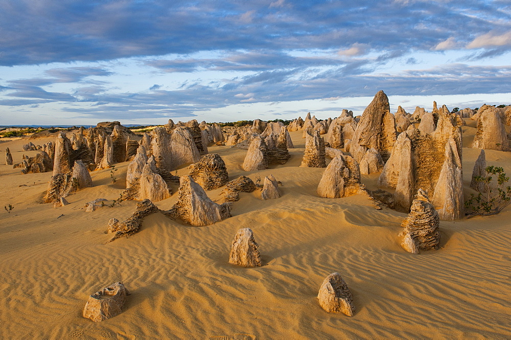 The Pinnacles limestone formations at sunset in Nambung National Park, Western Australia, Australia, Pacific 