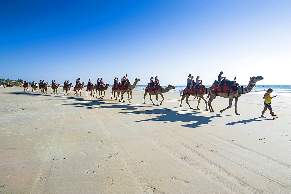 Tourists riding on camels on Cable Beach, Broome, Western Australia, Australia, Pacific 