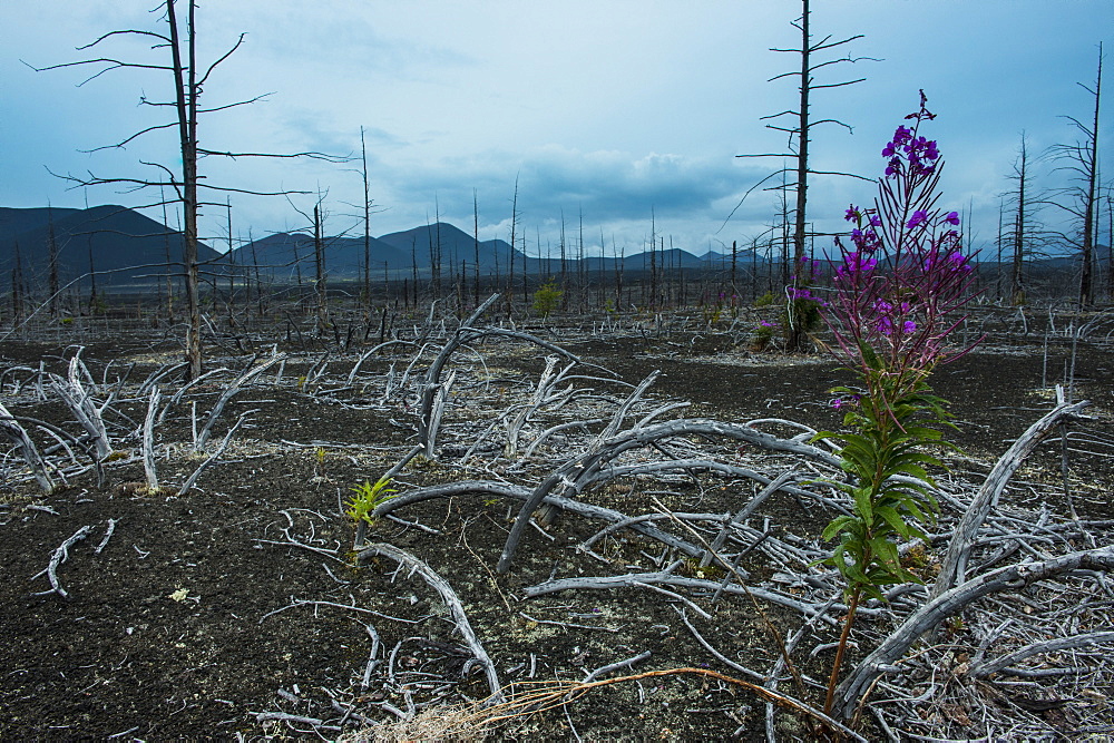 Blooming flower in a dead tree forest on the Tolbachik volcano, Kamchatka, Russia, Eurasia 