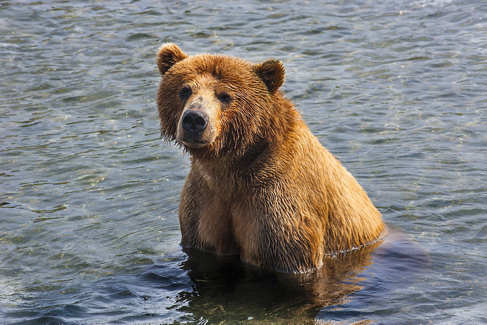 Kamchatka brown bear (Ursus arctos beringianus), Kurile Lake, Kamchatka, Russia, Eurasia 