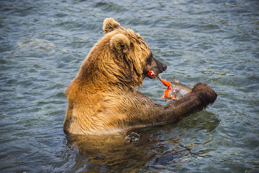 Kamchatka brown bear (Ursus arctos beringianus) eating salmon, Kurile lake, Kamchatka, Russia, Eurasia 