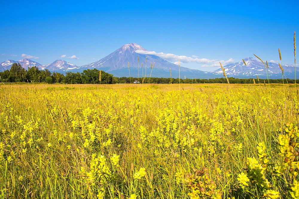 Wild flower field and the Avachinskaya Sopka volcano near Petropavlovsk-Kamchatsky, Kamchatka, Russia, Eurasia 