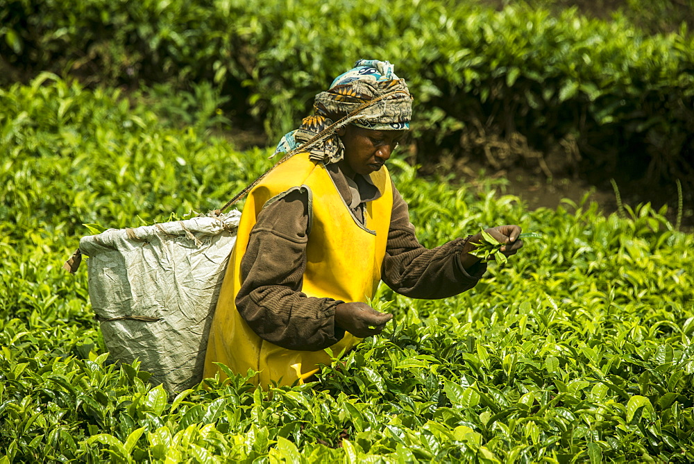 Tea plantation in the Virunga mountains, Rwanda, Africa