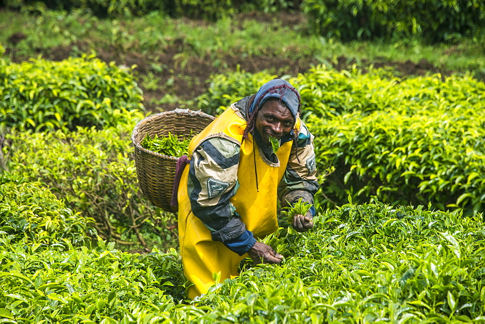 Tea plantation in the Virunga mountains, Rwanda, Africa