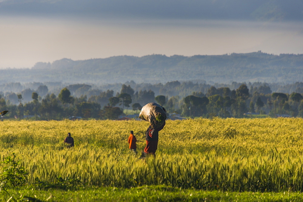 Men walking through a wheat field in the Virunga National Park, Rwanda, Africa