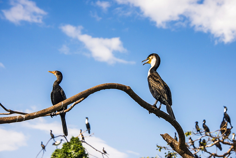 White-breasted cormorant (Phalacrocorax lucidus), Jinja, Uganda, East Africa, Africa