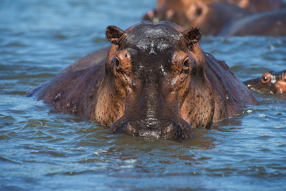 Hippopotamus (Hippopotamus amphibious), Murchison Falls National Park, Uganda, East Africa, Africa