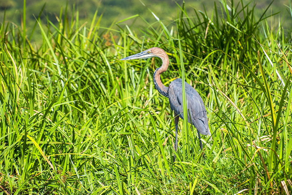 Goliath heron (Ardea goliath), Murchison Falls National Park, Uganda, East Africa, Africa