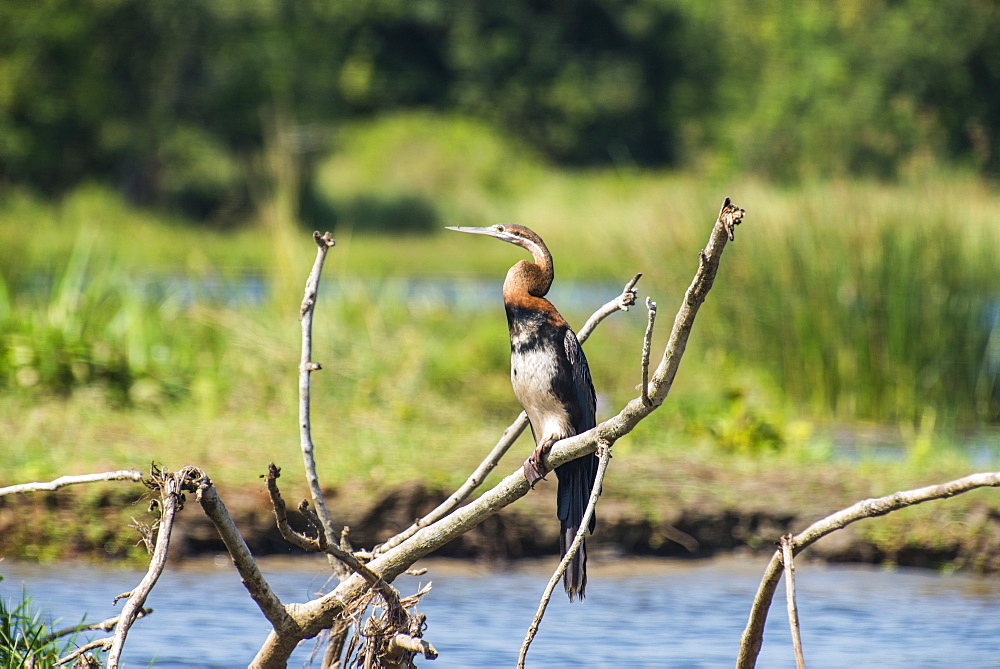 Goliath heron (Ardea goliath), Murchison Falls National Park, Uganda, East Africa, Africa