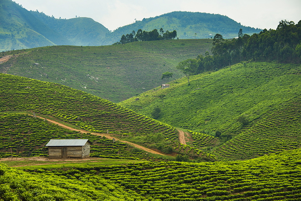 Tea plantation in the mountains of southern Uganda, East Africa, Africa