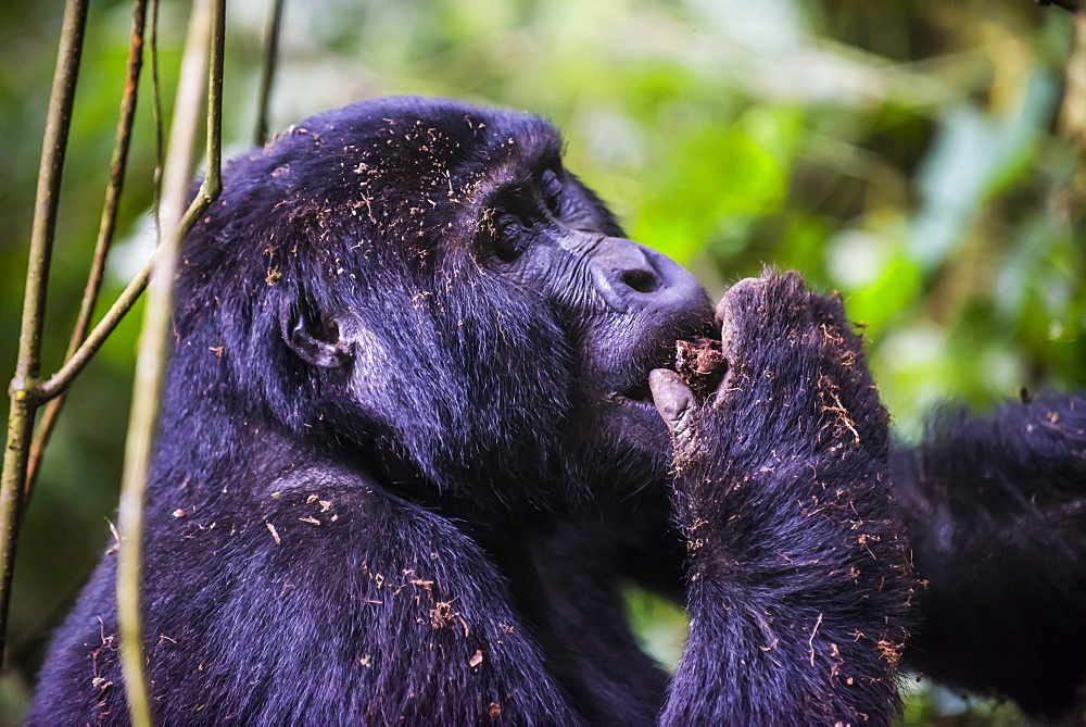 Mountain gorilla (Gorilla beringei beringei) in the Bwindi Impenetrable National Park, Uganda, East Africa, Africa