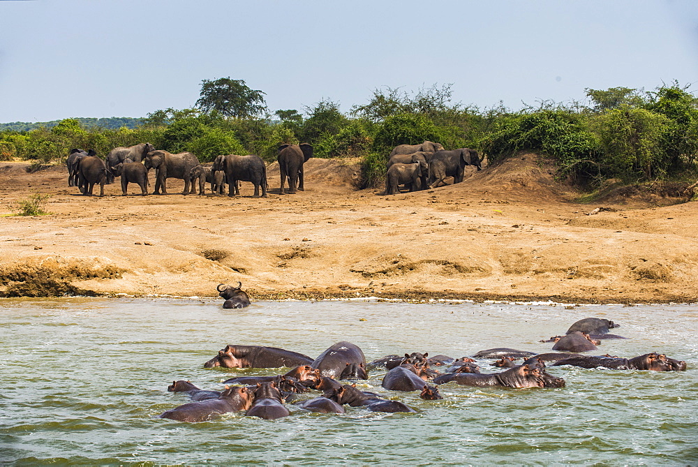 Hippopotamus (Hippopotamus amphibious) group bathing in the water while a group of elephants standing in the back, Queen Elizabeth National Park, Uganda, East Africa, Africa