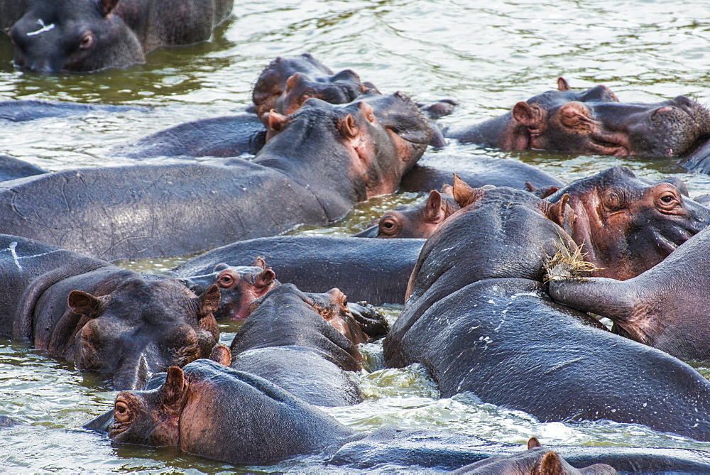 Hippopotamus (Hippopotamus amphibious) group bathing in the water, Queen Elizabeth National Park, Uganda, East Africa, Africa