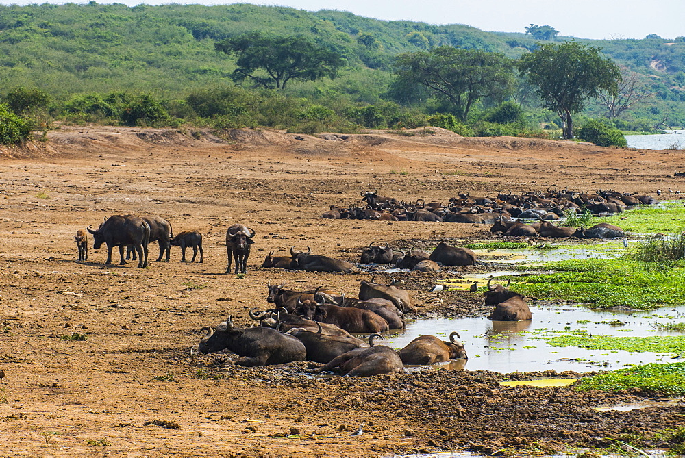 African buffalos (Cape buffalo) (Syncerus caffer), Queen Elizabeth National Park, Uganda, East Africa, Africa