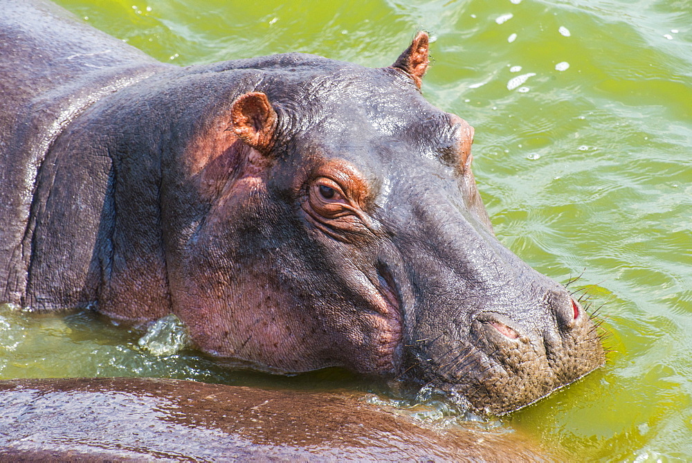 Hippopotamus (Hippopotamus amphibious) bathing in the water, Queen Elizabeth National Park, Uganda, East Africa, Africa